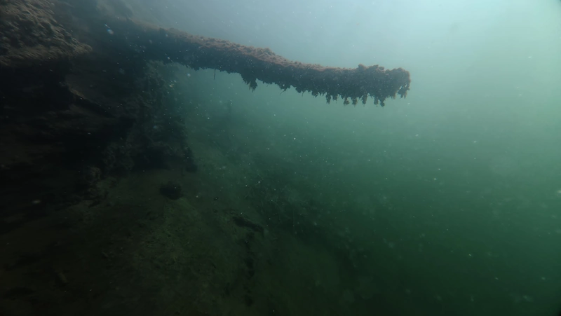 sunken tree