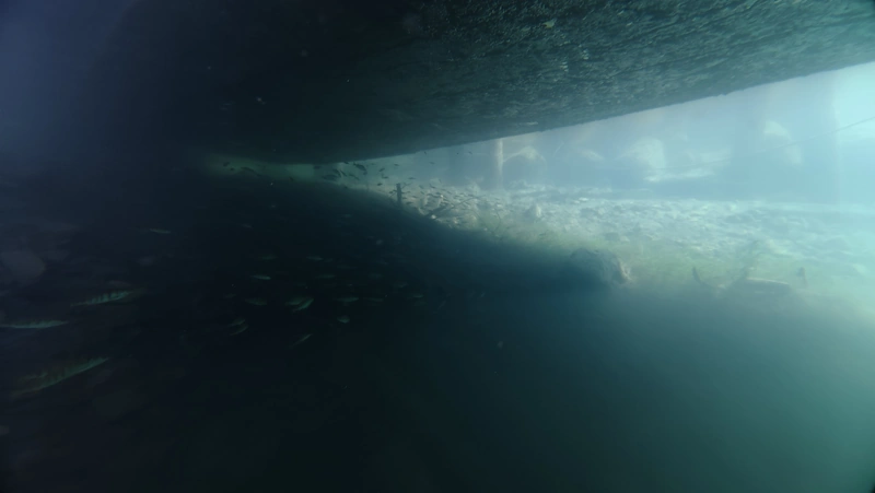 Eichwald under the ferry