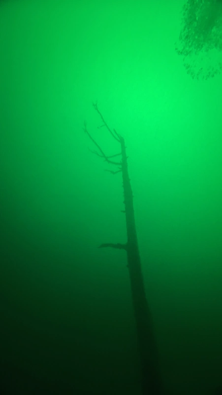 Eichwald tree