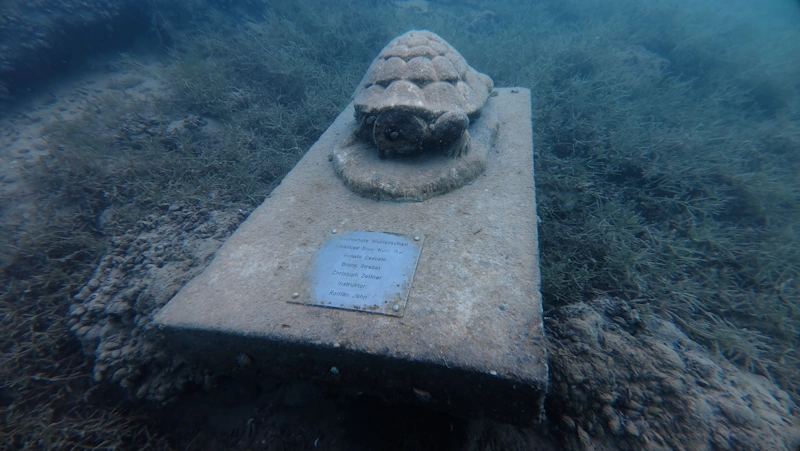 A turtle, a bit right from entry