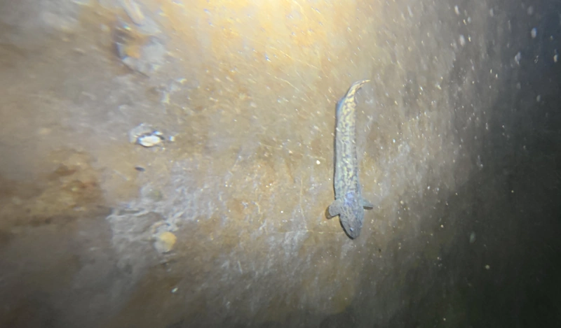burbot