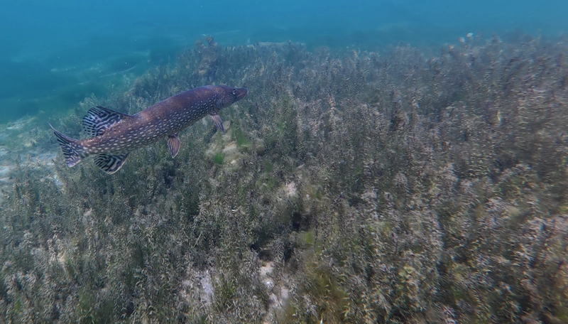 pike swimming