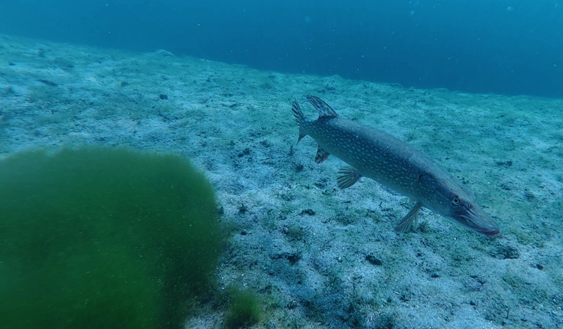 pike