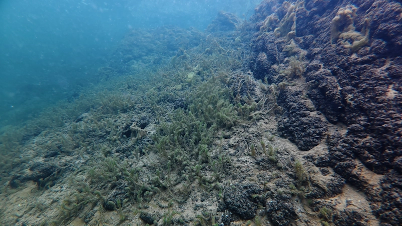 underwater meadow