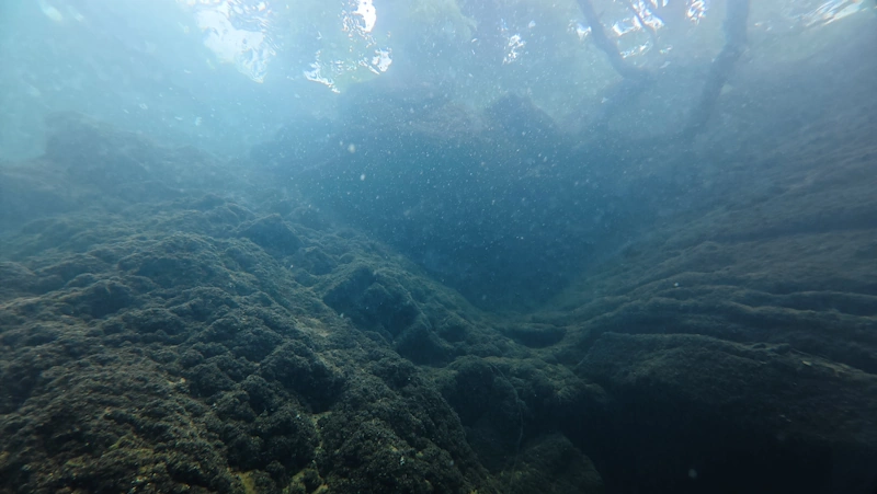 trees above the surface