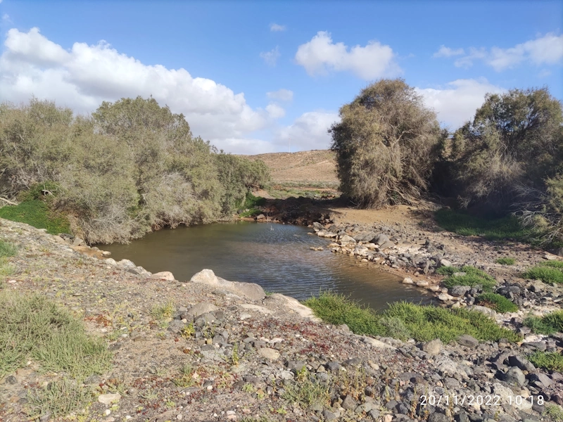 green spring fuerte