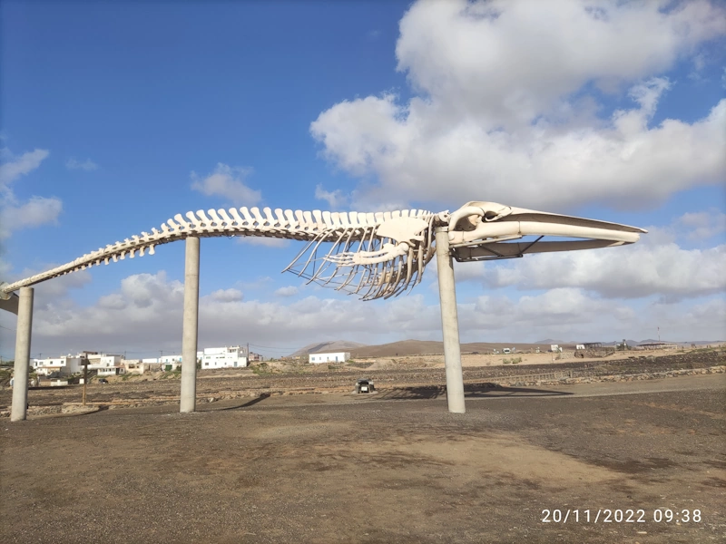 whale skeleton