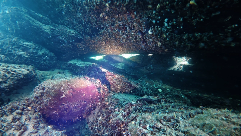 Rheinau catfish dive - late April 2026