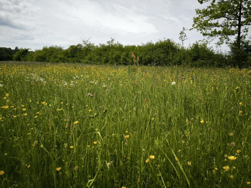 meadow