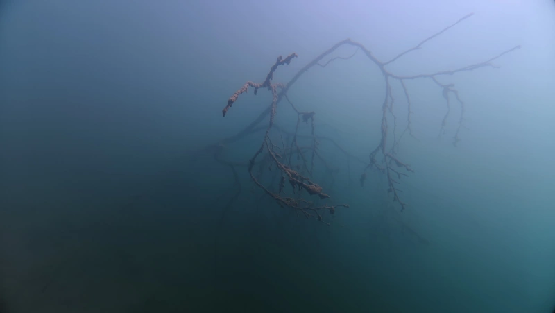 sunken tree