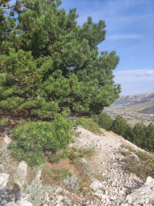 pine trees