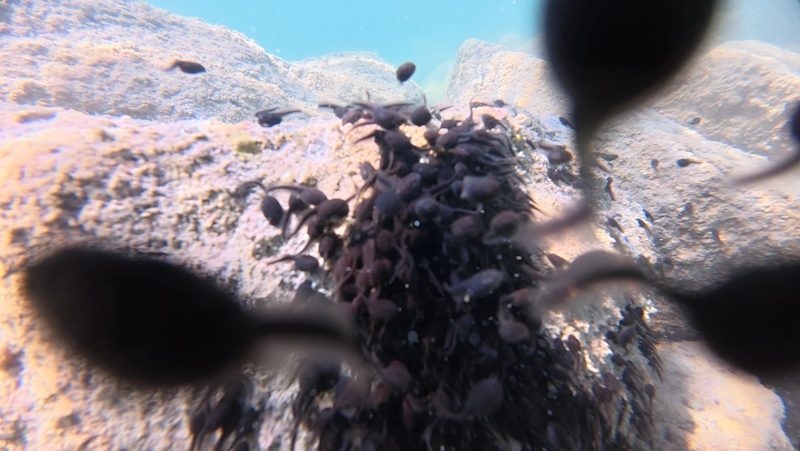 tadpoles swarm
