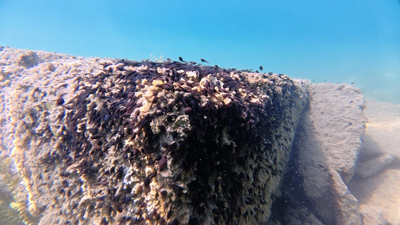 tadpoles swarm