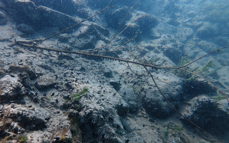 tadpoles rutenen