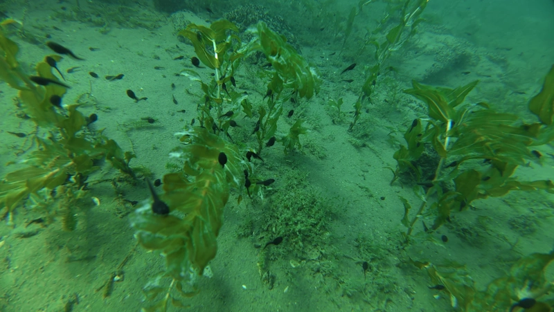 Tadpoles season in Rütenen, 2026