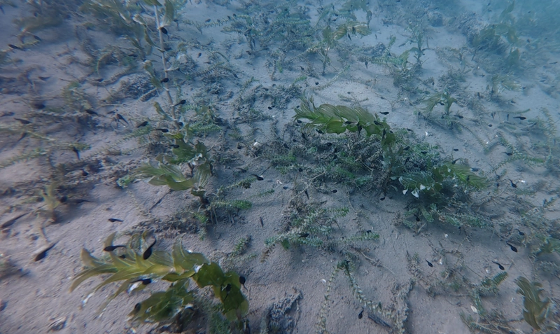 tadpoles rutenen