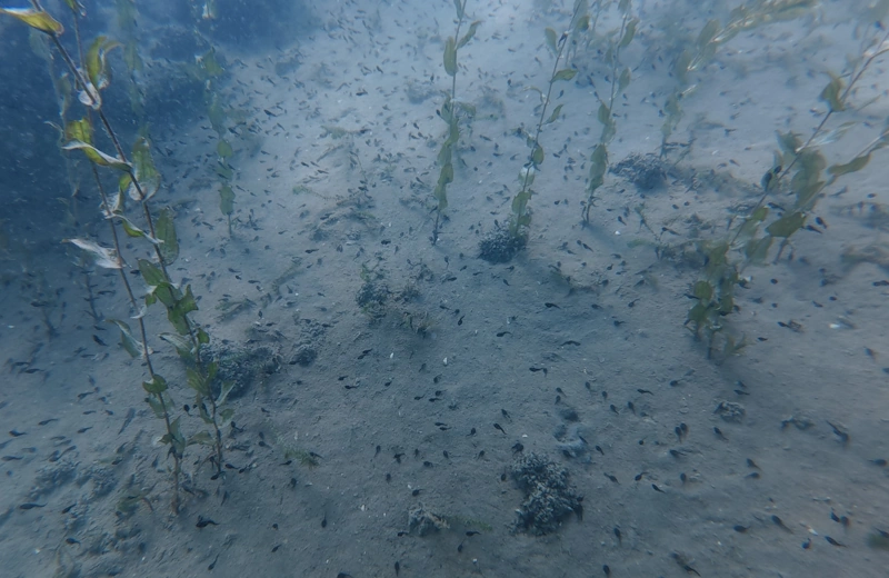 tadpoles rutenen