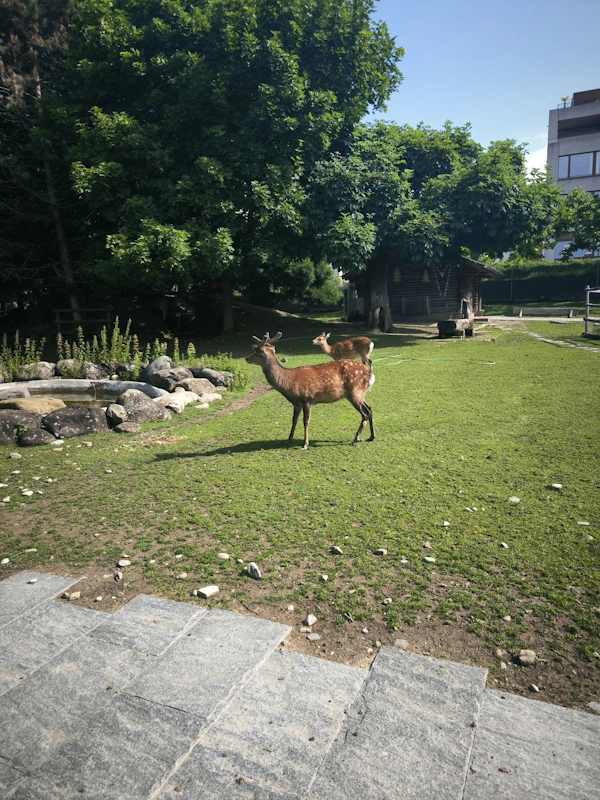 sika deers