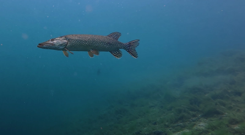 pike