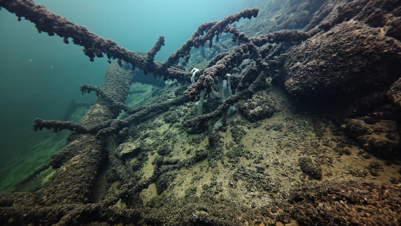 perch roe tree